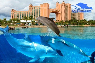 Dubai Dolphinarium - Entry Ticket